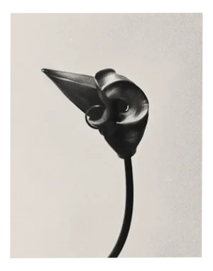 Ugne Pouwell, Gloriosa Bud, 2024, Photography