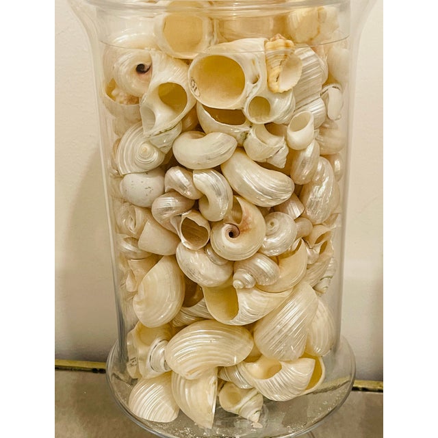 Antique White 1970s Three Large Apothecary Glass Jars With Sea Shells For Sale - Image 8 of 8