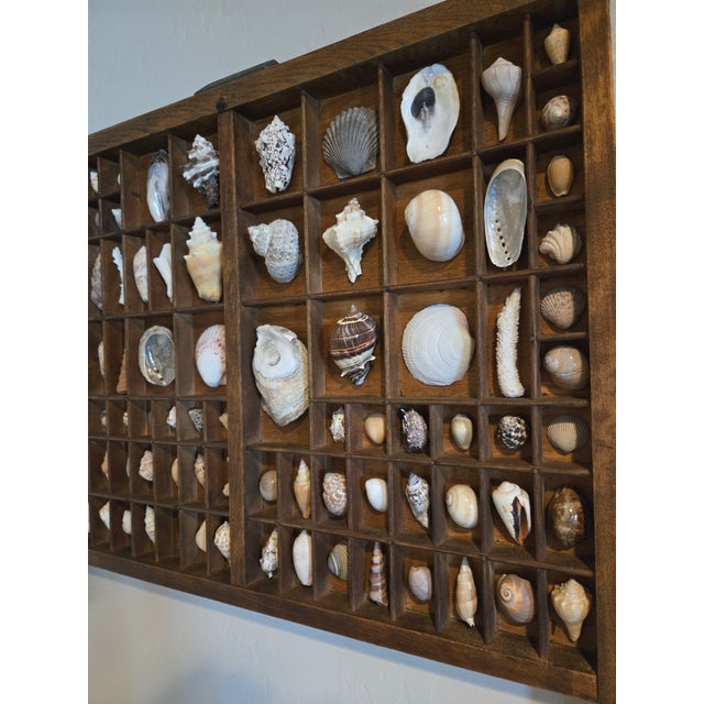 Antique Hamilton Letterpress Printer Tray Drawer With Natural Specimen Shells For Sale - Image 13 of 18