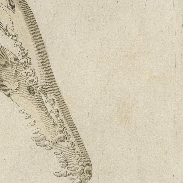 Bertuch, Crocodile with a Study of Its Skull, 1809, Print For Sale - Image 9 of 12