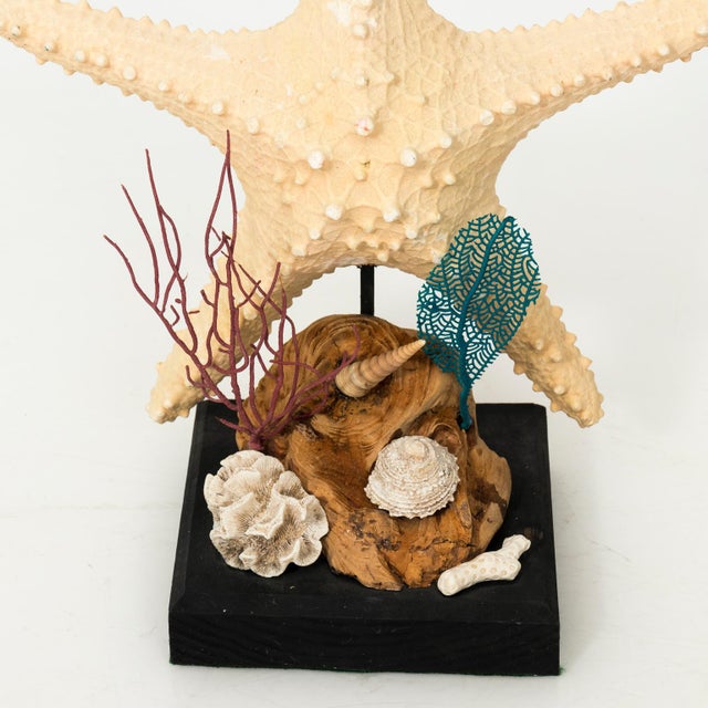 Nautical Shell Display With Starfish For Sale In New York - Image 6 of 8