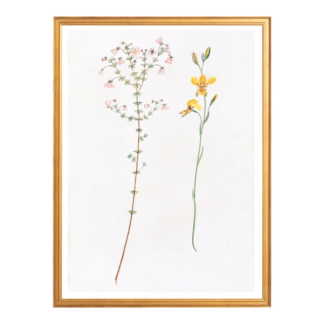 Illustration Celerie Kemble Curated Australian Botanical I (40x60) in Gold Frame For Sale - Image 3 of 4