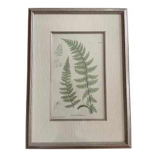 Early 20th Century Henry Bradbury Fern Print For Sale