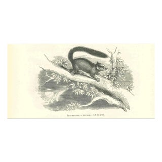 Paul Gervais, Cheirogale Fourche, 1854, Lithograph For Sale