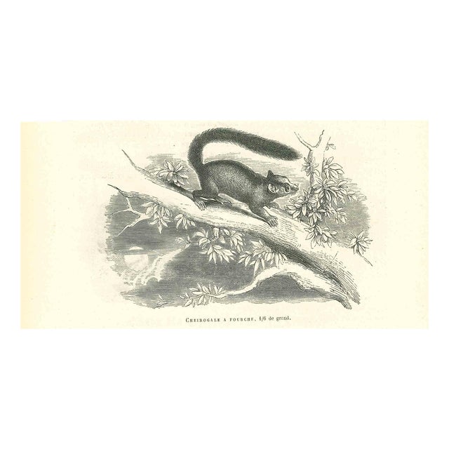 Paul Gervais, Cheirogale Fourche, 1854, Lithograph For Sale