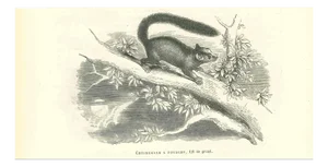 Paul Gervais, Cheirogale Fourche, 1854, Lithograph