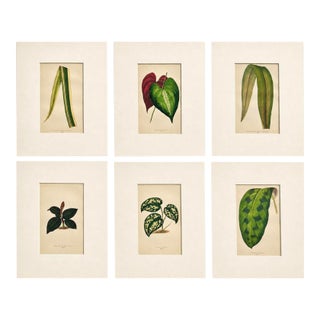 Set of 6 Botanical Leaf Prints | Hand-Colored Antique Plant Engravings | by Lowe, C. 1890 For Sale