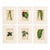 Set of 6 Botanical Leaf Prints | Hand-Colored Antique Plant Engravings | by Lowe, C. 1890 For Sale