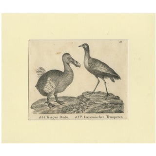 Extinct Dodo and the Trumpeter Bird, 1700s, Paper For Sale