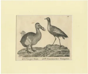 Extinct Dodo and the Trumpeter Bird, 1700s, Paper