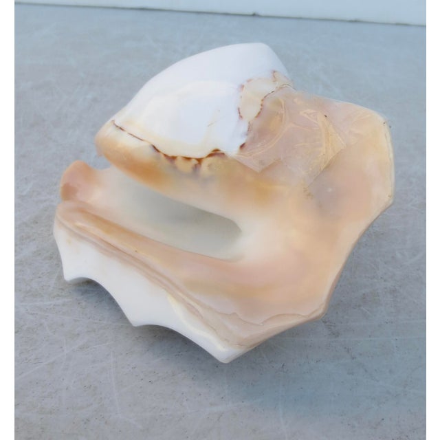 Modern Conch Shell Redo Sculpture For Sale - Image 3 of 7