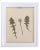 1900 - 1909 1902 Antique Pressed Specimen Herbarium - Set of 16 For Sale - Image 5 of 12