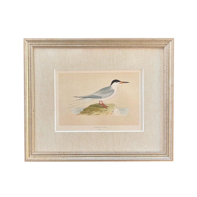 19th Century English Bird Engravings by Alexander Francis Lydon, Set 12 For Sale - Image 12 of 18