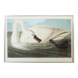 Example of John James Audubon Prints
