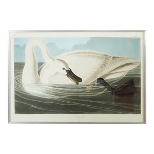 Audubon Trumpeter Swan Plate #82 Oppenheimer Edition