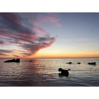 Roy Dagan "Schnauzer" Dog in Ocean Seascape Photograph, 2020 For Sale