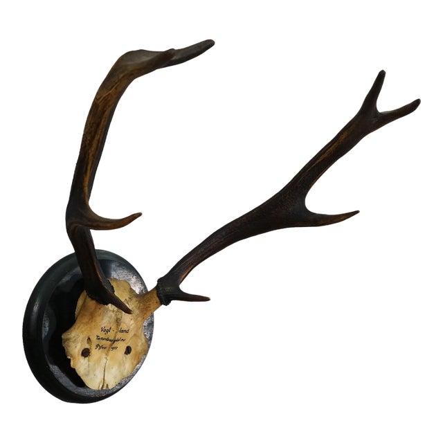 Great Antique Deer Trophy on Wooden Plaque, Germany 1917 For Sale