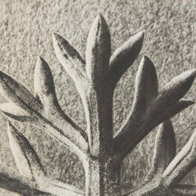 Karl Blossfeldt, Black and White Botanical Image, 1942, Photogravure, Framed For Sale - Image 7 of 18