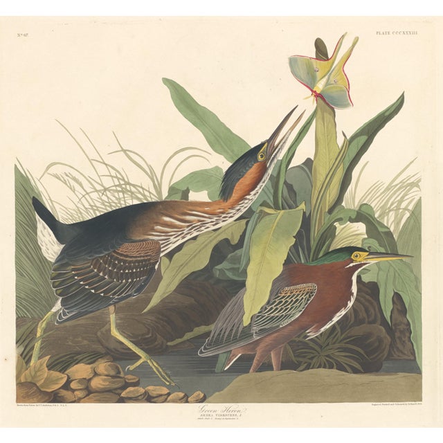 Vintage Reproductions of 1966 John James Audubon Waterbird Prints Featuring Birds, Plovers and Sandpipers - Collection of 4 For Sale In Washington DC - Image 6 of 9