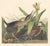 Vintage Reproductions of 1966 John James Audubon Waterbird Prints Featuring Birds, Plovers and Sandpipers - Collection of 4 For Sale In Washington DC - Image 6 of 9