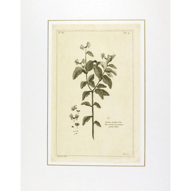 Traditional Antique Engraving - Lonicera Cœrulea, 1773 For Sale - Image 3 of 3