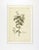 Traditional Antique Engraving - Lonicera Cœrulea, 1773 For Sale - Image 3 of 3