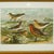 Victorian Print of a Group of Shorebirds After Naumann in Wooden Frame, Germany 1900s For Sale - Image 3 of 5
