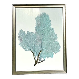 Vintage Original Coral Fan Print For Sale