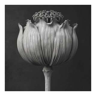 Poppy Pod Head No. 2 - Black and White Botanical Floral Photograph Print | Karl Blossfeldt | Unframed For Sale