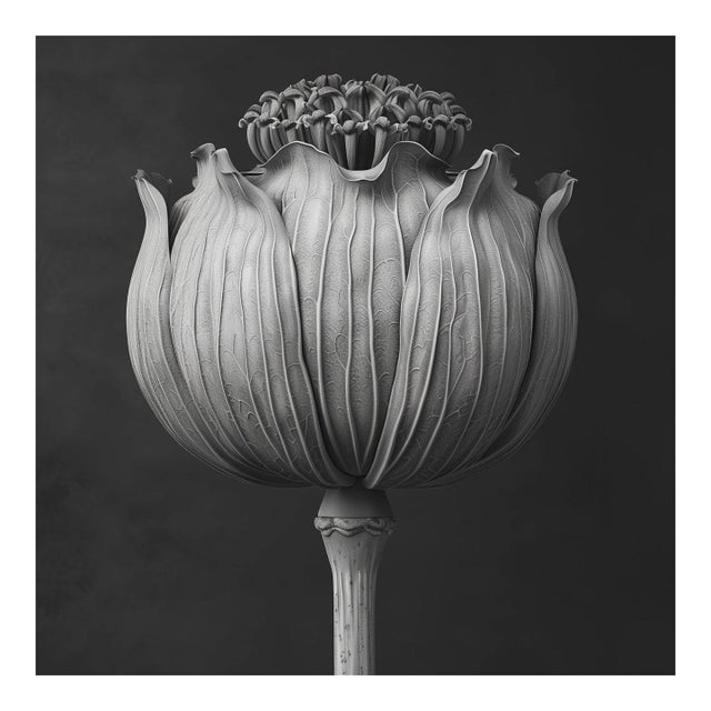 Poppy Pod Head No. 2 - Black and White Botanical Floral Photograph Print | Karl Blossfeldt | Unframed For Sale