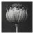 Poppy Pod Head No. 2 - Black and White Botanical Floral Photograph Print | Karl Blossfeldt | Unframed For Sale
