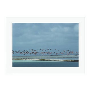 Flamingos in Flight 1979 by Slim Aarons White Framed C-Print For Sale