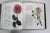 1993 David Austin’s English Roses Hardcover Book For Sale - Image 9 of 9