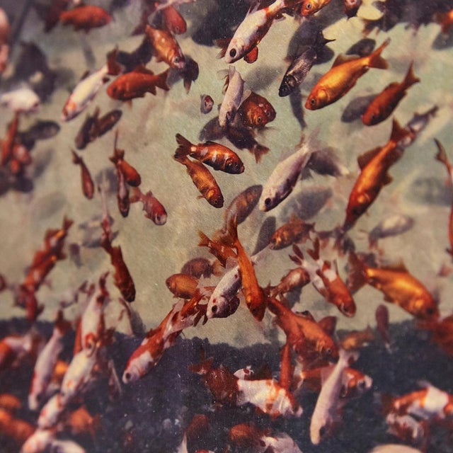 Albarran & Cabrera, Image of Fish, Photograph with Gold Leaf on Japanese Paper, 2013, Framed For Sale - Image 9 of 11