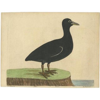 Eleazar Albin, The Eurasian or Australian Coot, 1738, Print on Paper For Sale