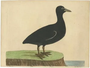 Eleazar Albin, The Eurasian or Australian Coot, 1738, Print on Paper