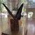 Arts & Crafts Birdwing Butterfly in a Display Case on Wood. Triedes Brookiana. For Sale - Image 3 of 7