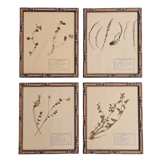 Swiss Herbarium Panels from École Dagriculture de Grangeneuve, 1920s, Set of 4 For Sale