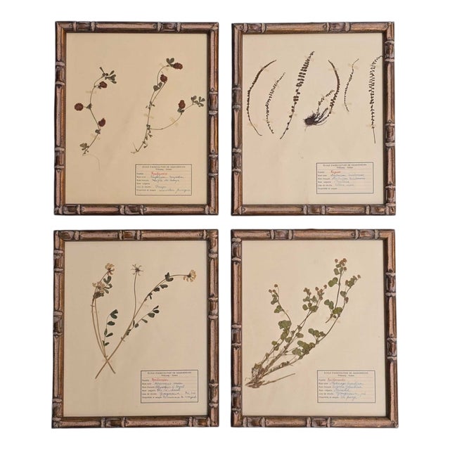 Swiss Herbarium Panels from École Dagriculture de Grangeneuve, 1920s, Set of 4 For Sale