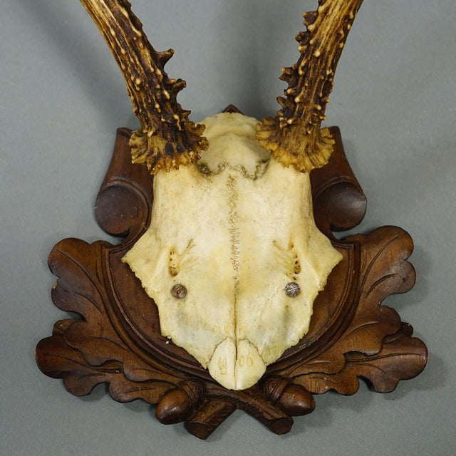 Set of Six Antique Roe Deer Trophies, Germany Ca. 1890s / 1900s For Sale - Image 9 of 10