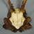 Set of Six Antique Roe Deer Trophies, Germany Ca. 1890s / 1900s For Sale - Image 9 of 10