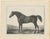 After Chalon, Volunteer & Selim Thoroughbred Horses, Lithographs, 1840, Set of 2 For Sale - Image 3 of 9