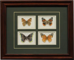 "Four Butterflies" Watercolor