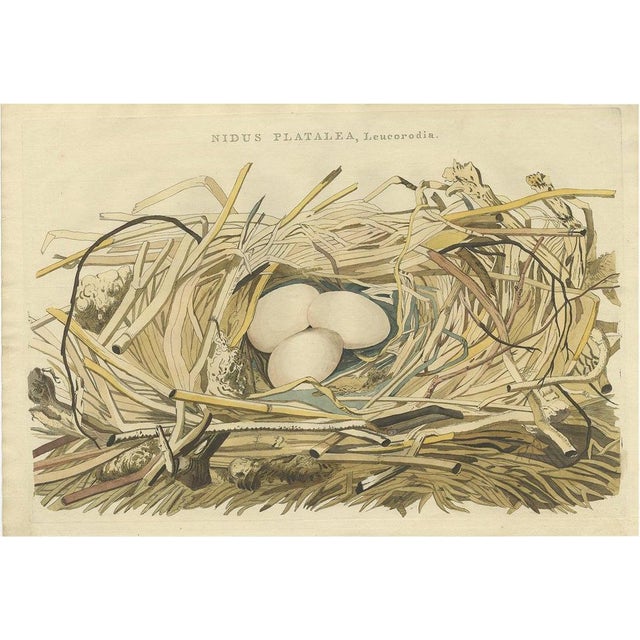 Late 18th Century Sepp & Nozeman, Bird Illustration of the Nest of a Spoonbill of the Ibis Family, 1789, Print For Sale - Image 5 of 5