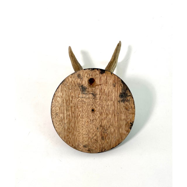 Mid 20th Century Vintage German Roe Deer Antlers For Sale - Image 5 of 5