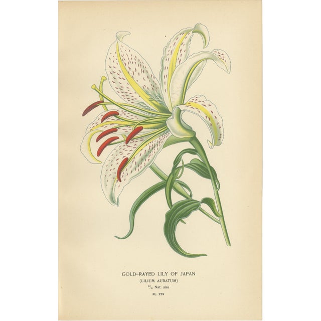 Antique Botanical Lithographs of Lilies – Gold-Rayed, Saffron & St. Joseph’s, 1897 A striking set of three antique...