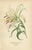 Antique Botanical Lithographs of Lilies – Gold-Rayed, Saffron & St. Joseph’s, 1897 A striking set of three antique...
