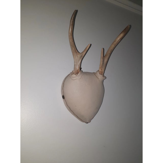 Set of 2 Late 20th Century Trophy Deer Antler Mounts For Sale In Nashville - Image 6 of 8