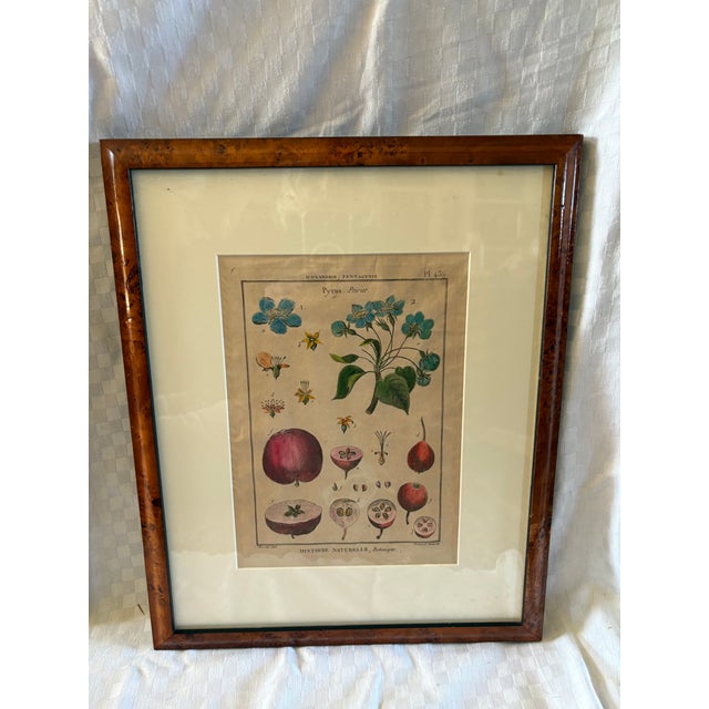 French Pair of Hand Colored 19th C Engravings of Fruit For Sale - Image 3 of 18