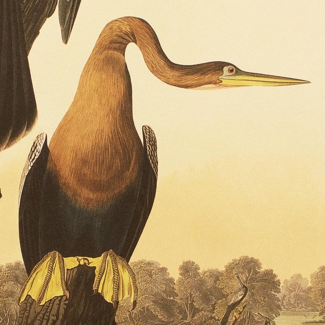 John James Audubon 1990s Anhingas or Snake Birds After Audubon, Large Cottage Print For Sale - Image 4 of 11